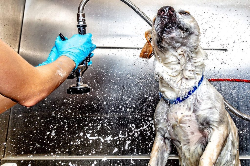 Pet wash station
